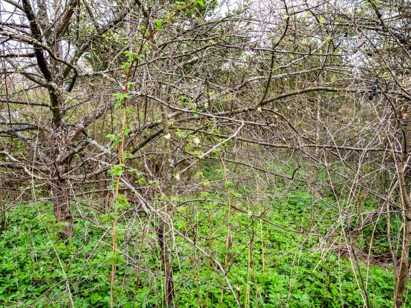 Underbrush Clearing in Laredo