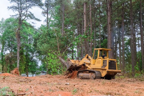 Forest Thinning in Laredo