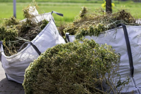 Cost of Bushes Clearing in Laredo