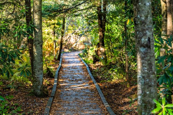 Cost of Trail Clearing in Laredo